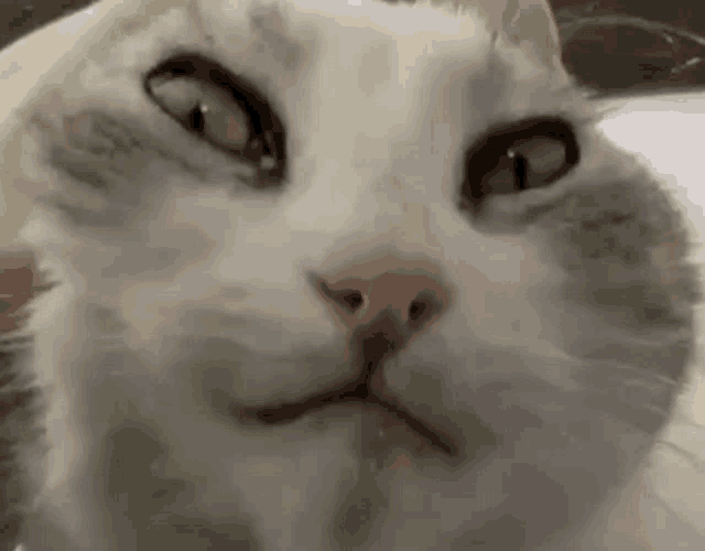 a close up of a white cat 's face with green eyes looking at the camera .