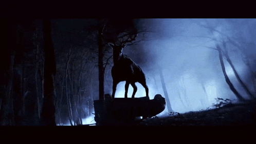 a silhouette of a deer standing in the dark