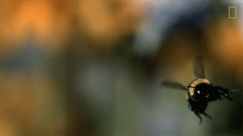 Today I Learned National Honey Bee Day GIF - Today I Learned National Honey Bee Day A Bumblebees Buzz Is Basically A Superpower GIFs