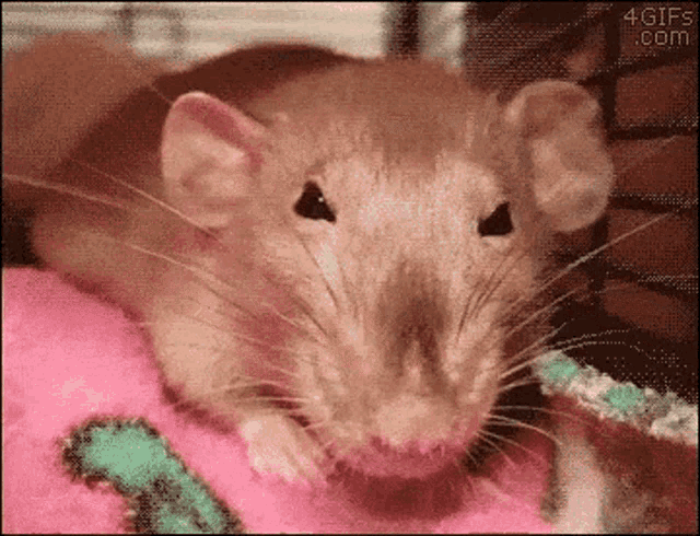Curses Rat GIF - Curses Rat Sniffing GIFs