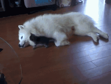 a white dog is laying on a wooden floor with a small black cat