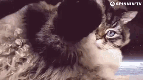 Spinnin Tv Cats GIF - Spinnin Tv Cats Cute Cat GIFs