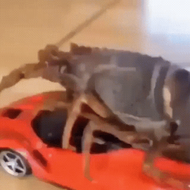 Cockroach Funny GIF