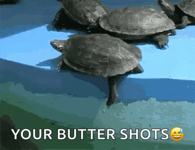 a group of turtles are swimming in a pool with the words `` your butter shots '' written on the bottom .