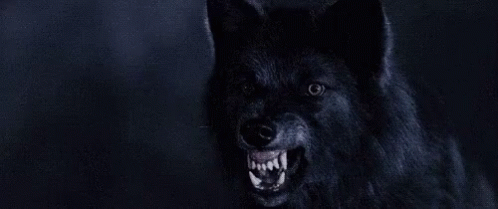 Wolf Angry GIF - Wolf Angry Growl GIFs