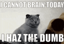 a cat is sitting next to a stuffed animal and says `` i cannot brain today i haz the dumb ''