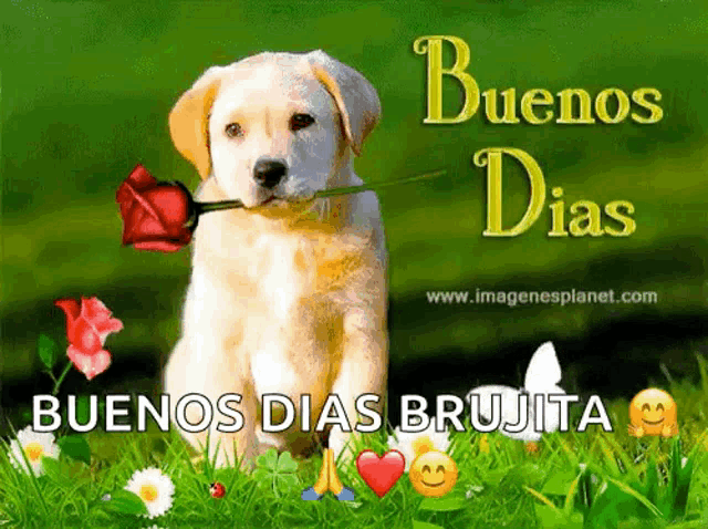a puppy is holding a rose in its mouth and says buenos dias brujita on the bottom