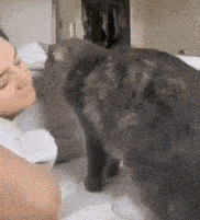 a woman is laying on a bed with a gray cat licking her face .