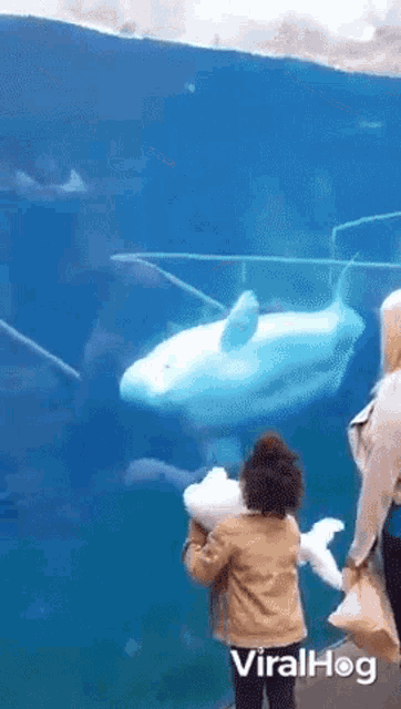 Beluga Whale Viralhog GIF - Beluga Whale Viralhog Whale GIFs