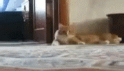 Cat Scared GIF - Cat Scared Run GIFs