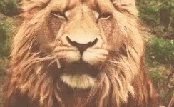 Yawn Lion GIF - Yawn Lion Roar GIFs