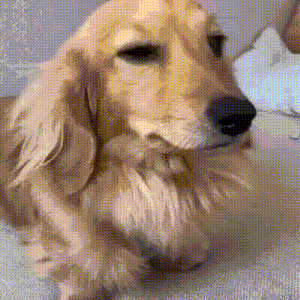 a close up of a dog laying on a carpet .