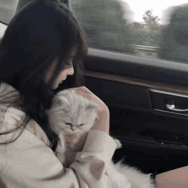 a woman is holding a white cat in her lap in a car