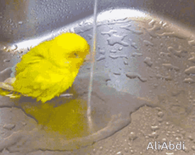 a picture of a yellow leaf in a sink with the name aliabdi