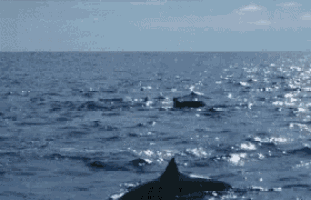 Dolphins Free Swimming GIF - Dolphins Free Swimming Ocean GIFs