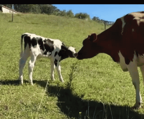 Cows Love GIF - Cows Cow Love GIFs