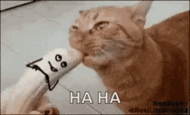 Cat Monch GIF - Cat Monch Munch GIFs