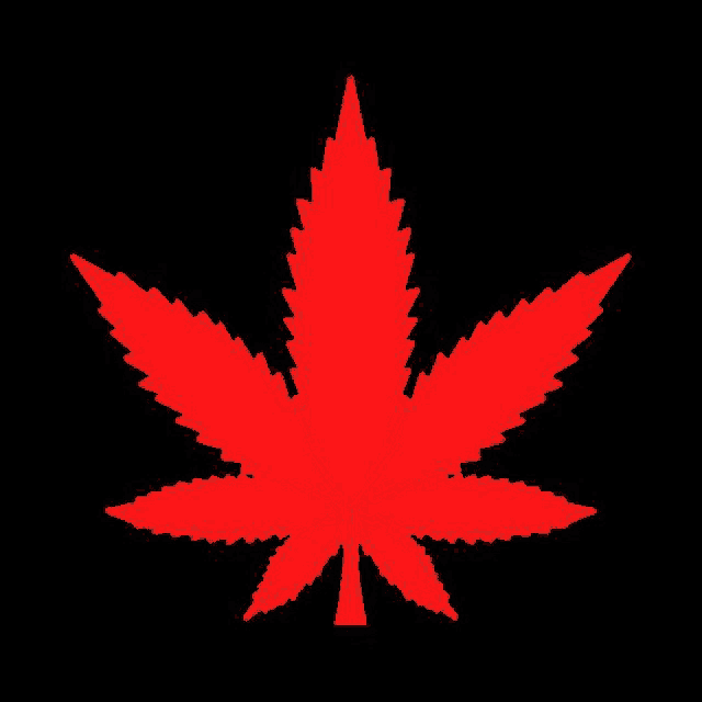 a red marijuana leaf is silhouetted against a black background .
