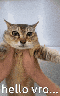 a person is petting a cat with the words hello vro