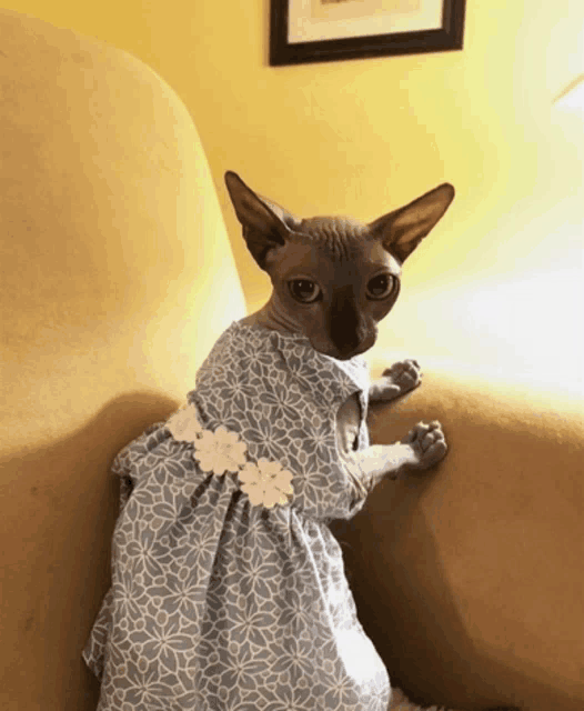 a hairless cat is wearing a blue dress with white flowers