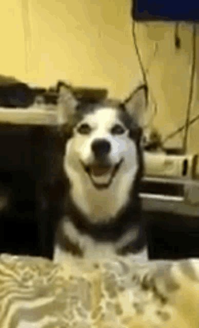 a husky dog is sitting on a bed and smiling .