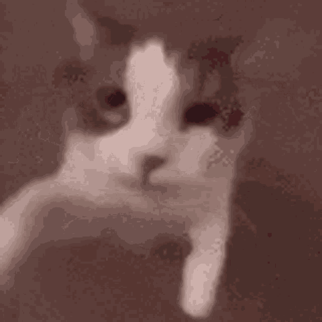 a close up of a cat 's face looking at the camera with a bloody nose .