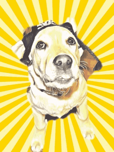 a dog wearing a bandana with the letter s on it is looking up at the camera