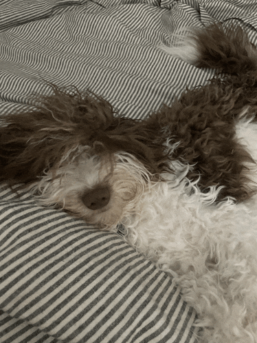 a brown and white dog is laying on a bed