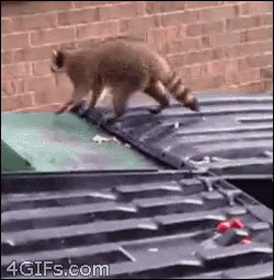 Raccoon Jump GIF - Raccoon Jump Fail GIFs