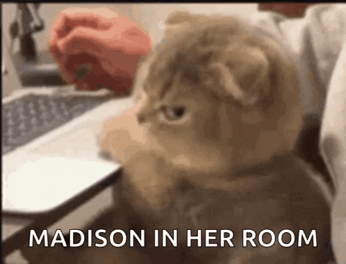 a cat is sitting in front of a laptop with the words madison in her room above it