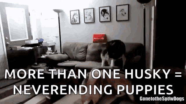 a husky dog is standing on a couch in a living room