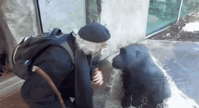 a man with a beard and a cane talks to a chimpanzee