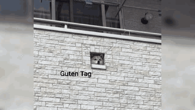 a dog sticking its head out of a hole in a brick wall