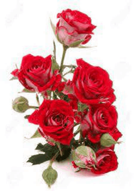 a bouquet of red roses with green leaves on a white background .