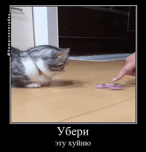 a picture of a cat playing with a fidget spinner in a foreign language