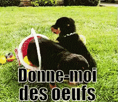Donne Moi Des Oeufs Chiots Pâques GIF - Gimme Eggs Puppies Easter GIFs