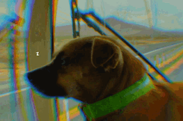 a dog with a green collar looking out a window