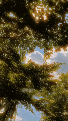 looking up at a tree with a blue sky in the background