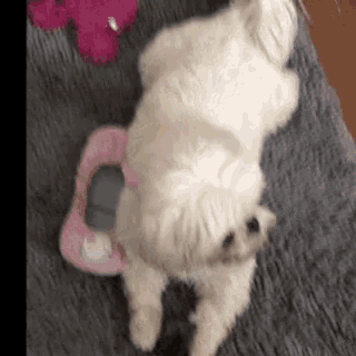 a small white dog is laying on its back on a blanket next to a pink toy .