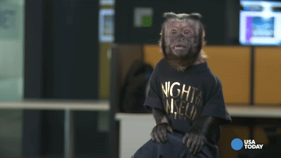 Monkey Awkward GIF - Monkey Awkward Capuchin GIFs