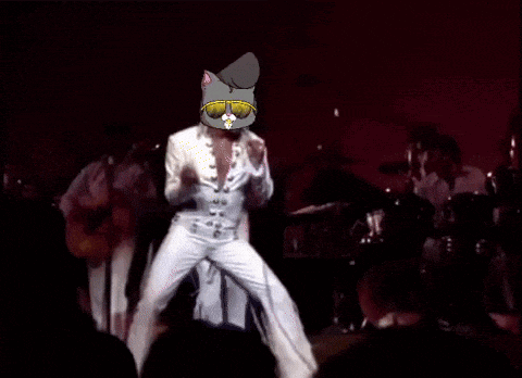 a cat wearing sunglasses is dancing on a stage in front of a band