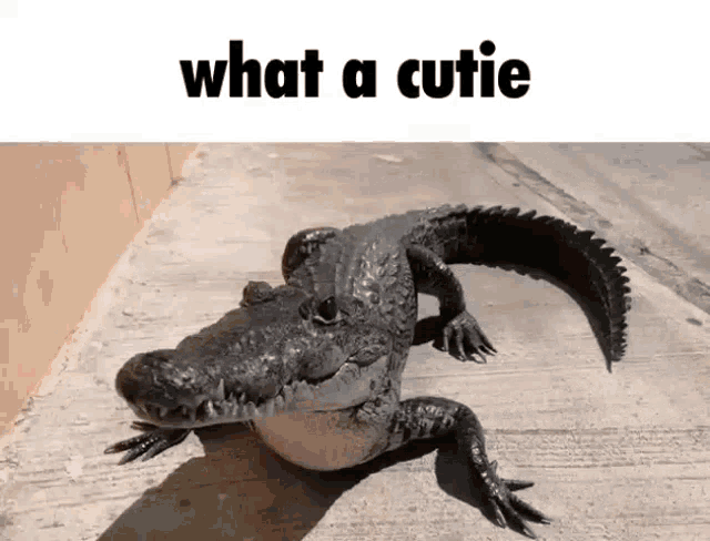 a crocodile is standing on a sidewalk with the words what a cutie above it .