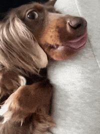 a dachshund is laying on its back with its tongue out
