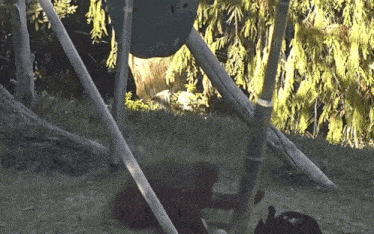 a bear and a cat are playing in the grass near a tree