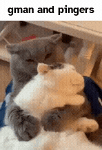 two cats are hugging each other with the words gman and pingers on the bottom