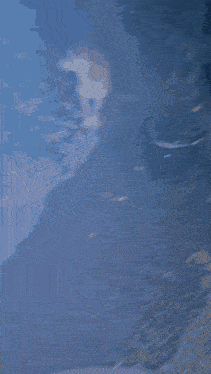 Shiba Shiba Inu GIF - Shiba Shiba Inu Kyro GIFs