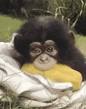 Monkey Scimmia GIF - Monkey Scimmia Cucciolo GIFs