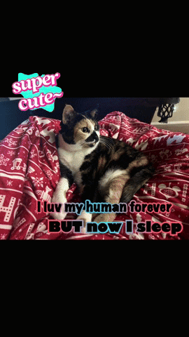 a picture of a cat with a caption that says super cute