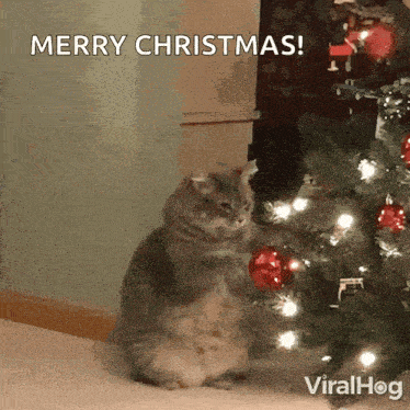 a cat is sitting in front of a christmas tree with the words merry christmas written above it