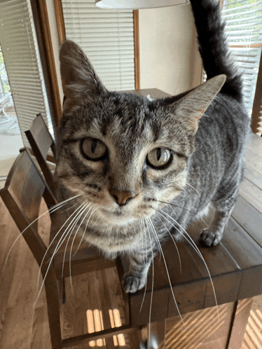 a cat is standing on a wooden table looking at the camera